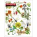 Записная книга А6, 36 листов (серия Herbarium)